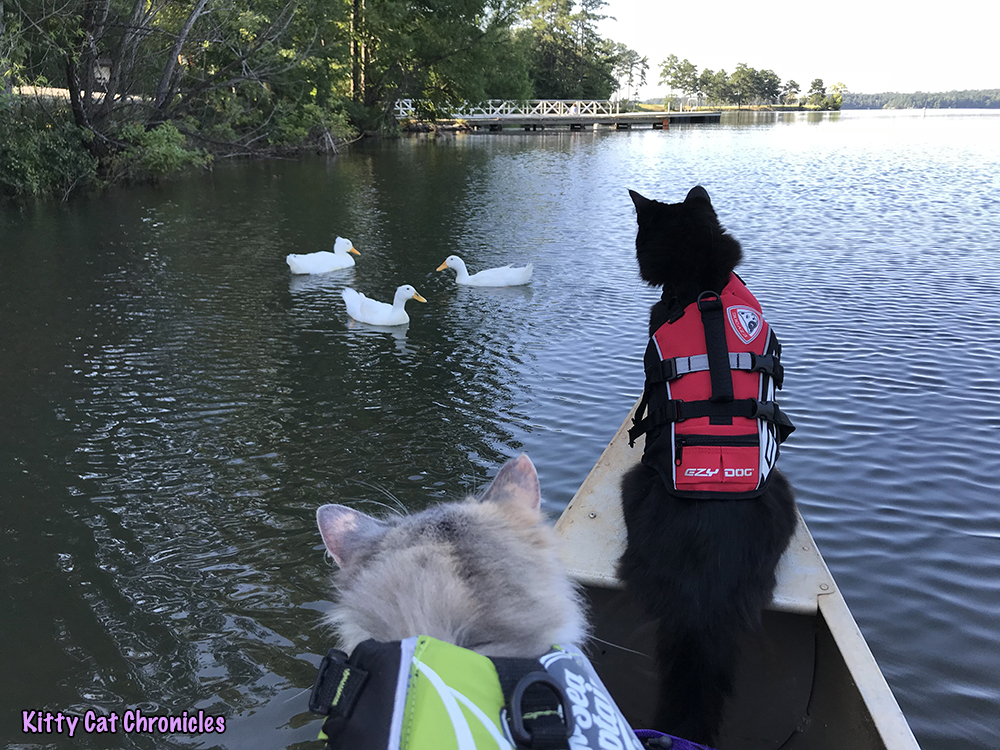 The KCC Adventure Team Canoes Lake Juliette - cat on a canoe