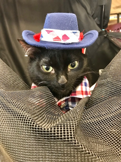 Mr. Wobbles - cat in hat