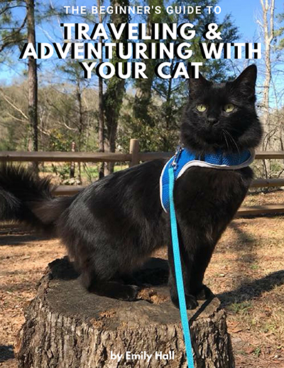 The Beginner's Guide to Traveling & Adventuring with Your Cat
