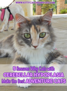 5 Reasons Why Cats with Cerebellar Hypoplasia Make the Best Adventure Cats