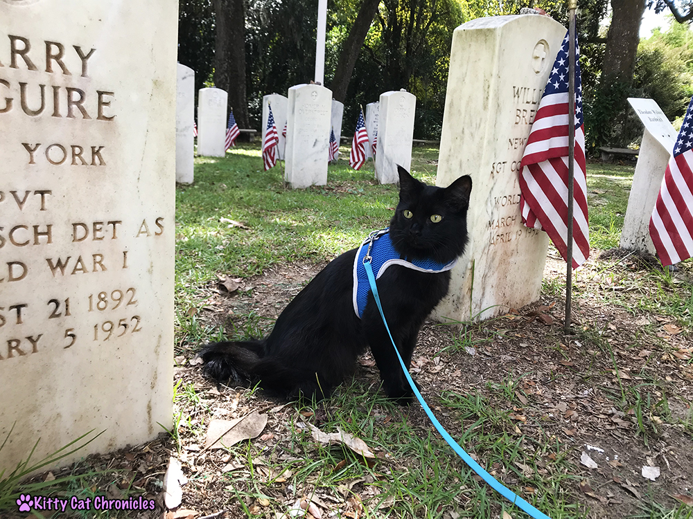 Savannah Explorations with Kylo Ren - Bonaventure Cemetery