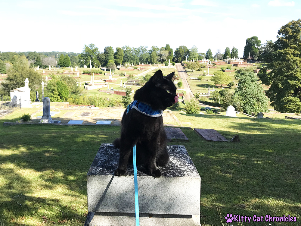 Kylo Ren Ushers in the Fall Weather at Rose Hill Cemetery
