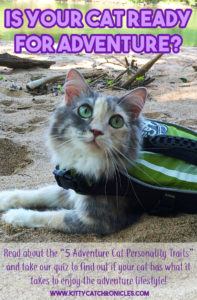Is Your Cat Ready for Adventure?