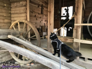 A Visit to the Jarrell Plantation Historic Site with Kylo Ren