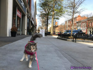 A Downtown Adventure with Sophie