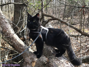 Kylo Ren's Birthday Hike at Brown's Mount - cat on a log