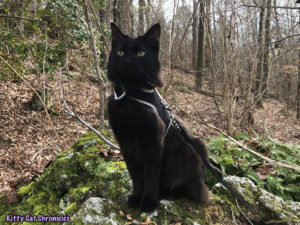 Kylo Ren's Birthday Hike at Brown's Mount - hiking cat