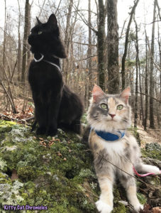 Kylo Ren's Birthday Hike at Brown's Mount - hiking cats
