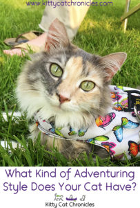 What Kind of Adventuring Style Does Your Cat Have?