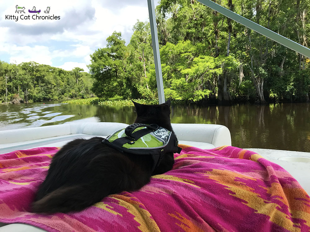 Kylo Ren and the 3-Hour Boat Tour - cat on a boat