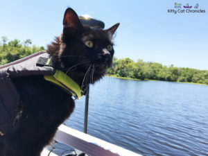Kylo Ren and the 3-Hour Boat Tour - cat on a boat