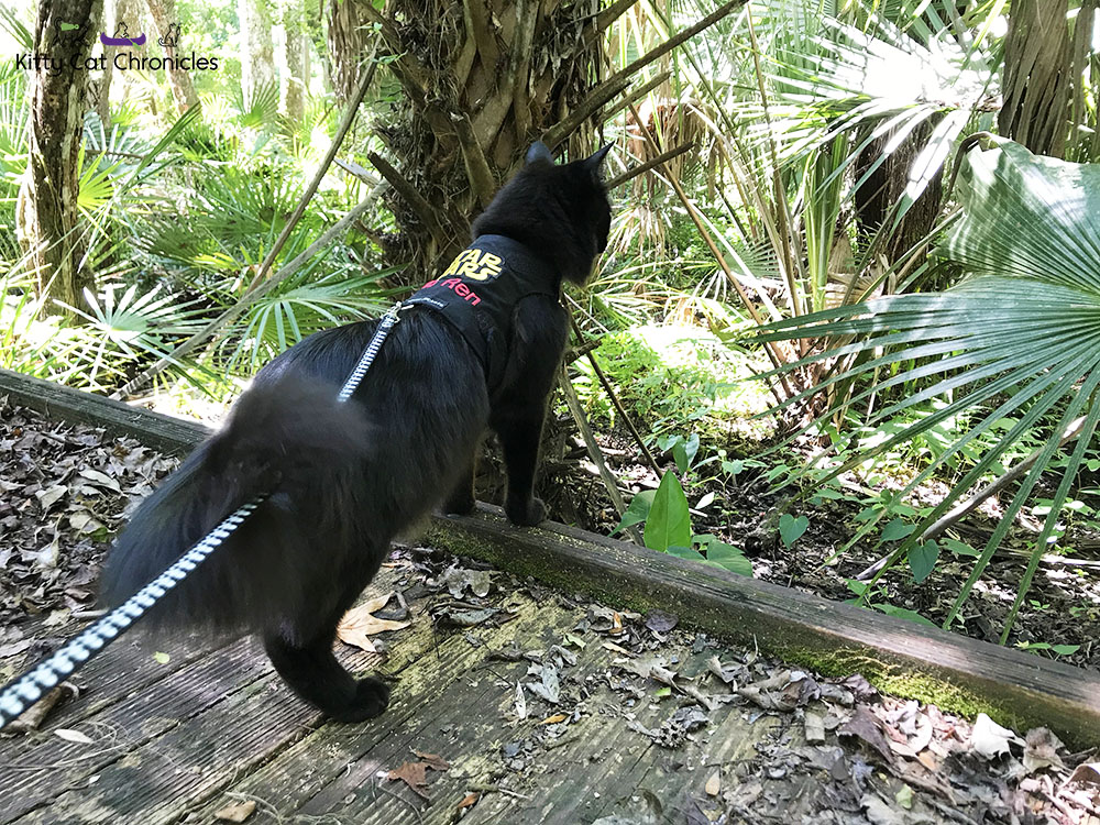 Hiking in the Welaka State Forest with Kylo Ren - black cat on a hike