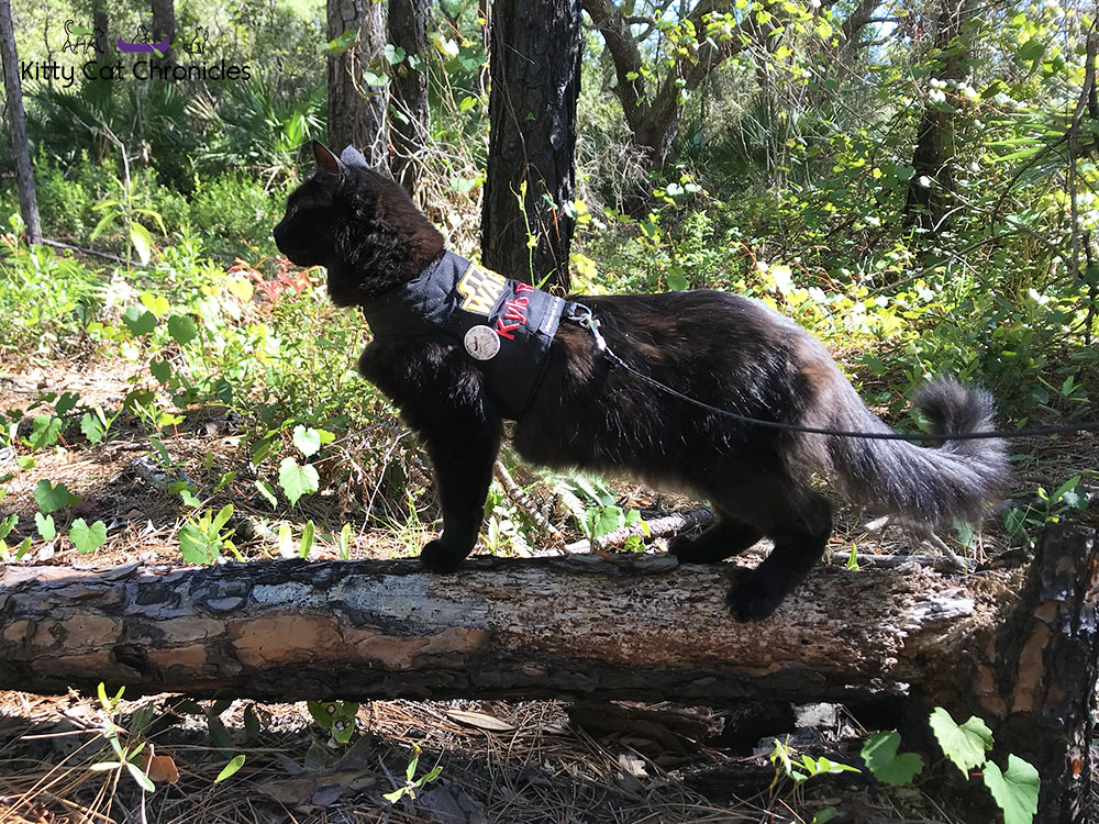 Hiking in the Welaka State Forest with Kylo Ren - black cat hiking on leash