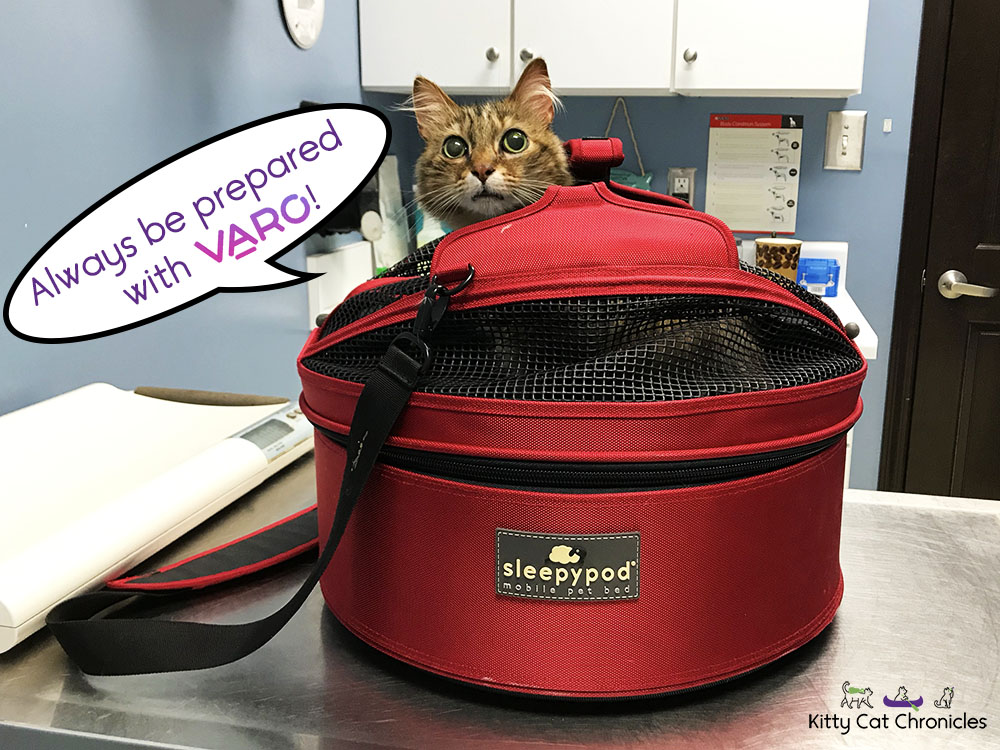 Be Prepared for Pet Emergencies: Save with Varo! - cat in carrier at vet