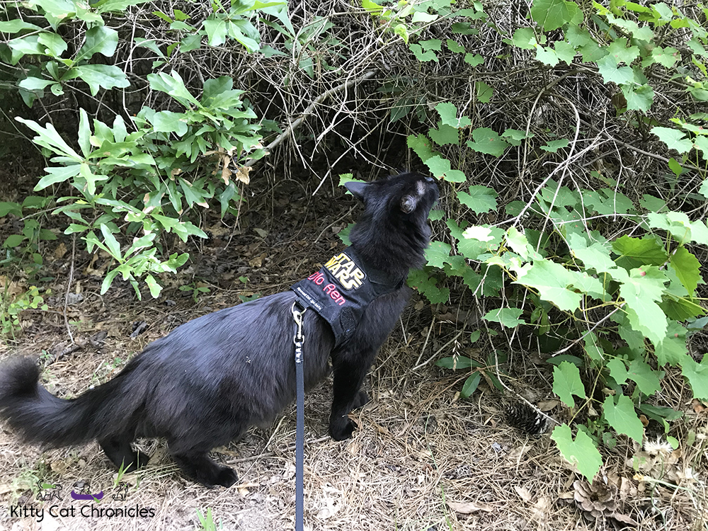 Sophie's Birthday Adventures - Brown's Mount & Amerson River Park - black cat hiking in woods