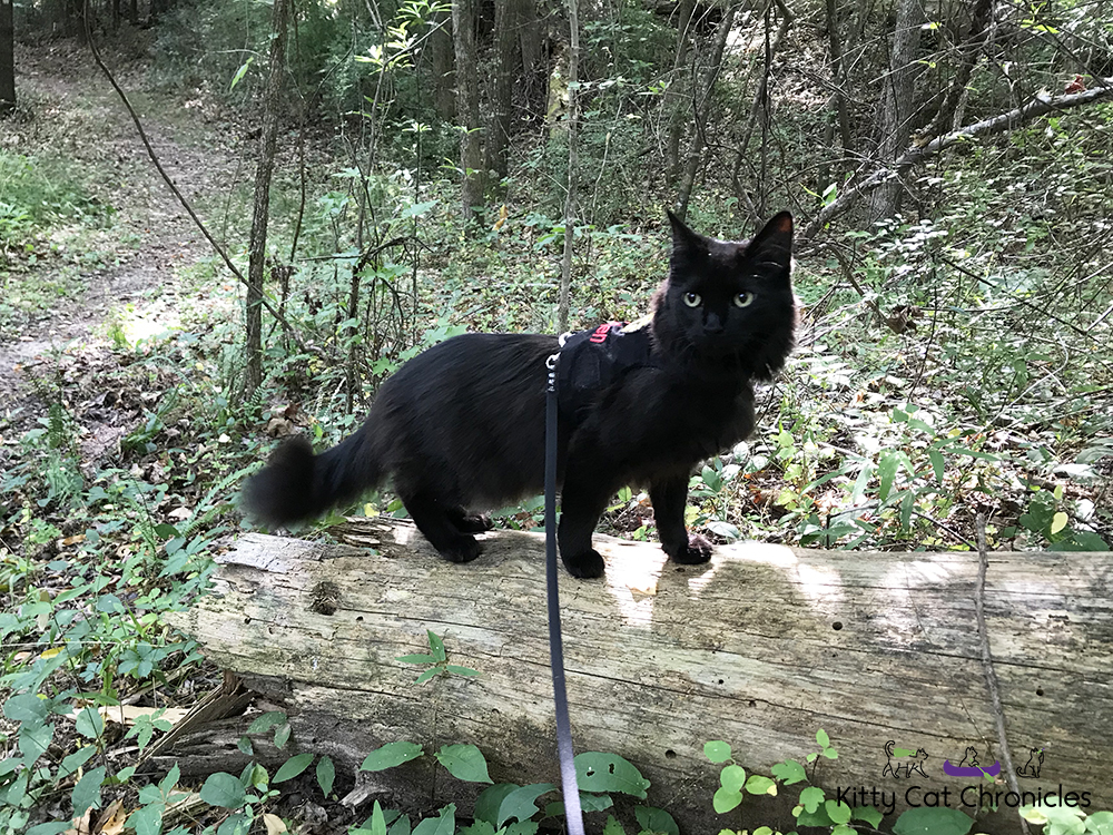 Sophie's Birthday Adventures - Brown's Mount & Amerson River Park - black cat hiking in woods