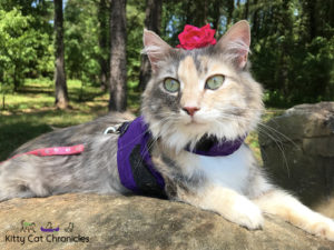Sophie's Birthday Adventures - Brown's Mount & Amerson River Park - Sophie the cat with cerebellar hypoplasia, flower on head