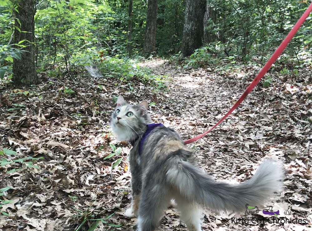 Sophie's Birthday Adventures - Brown's Mount & Amerson River Park - ch cat hiking in woods
