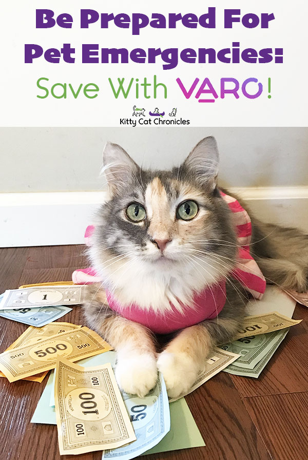 Be Prepared for Pet Emergencies: Save with Varo! - cat with monopoly money