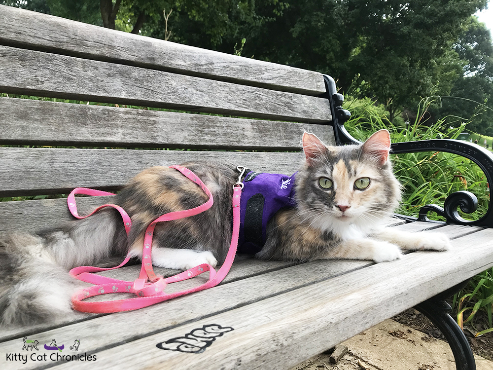 Exploring Atlanta with Sophie - cat on bench in Piedmont Park
