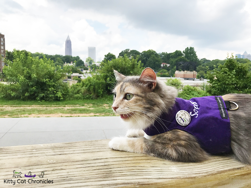 Exploring Atlanta with Sophie - cat on Atlanta BeltLine