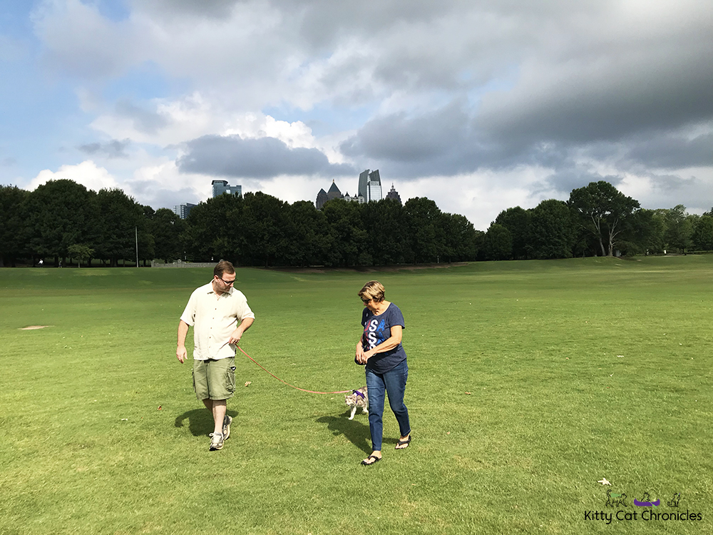 Exploring Atlanta with Sophie - cat walking in Piedmont Park
