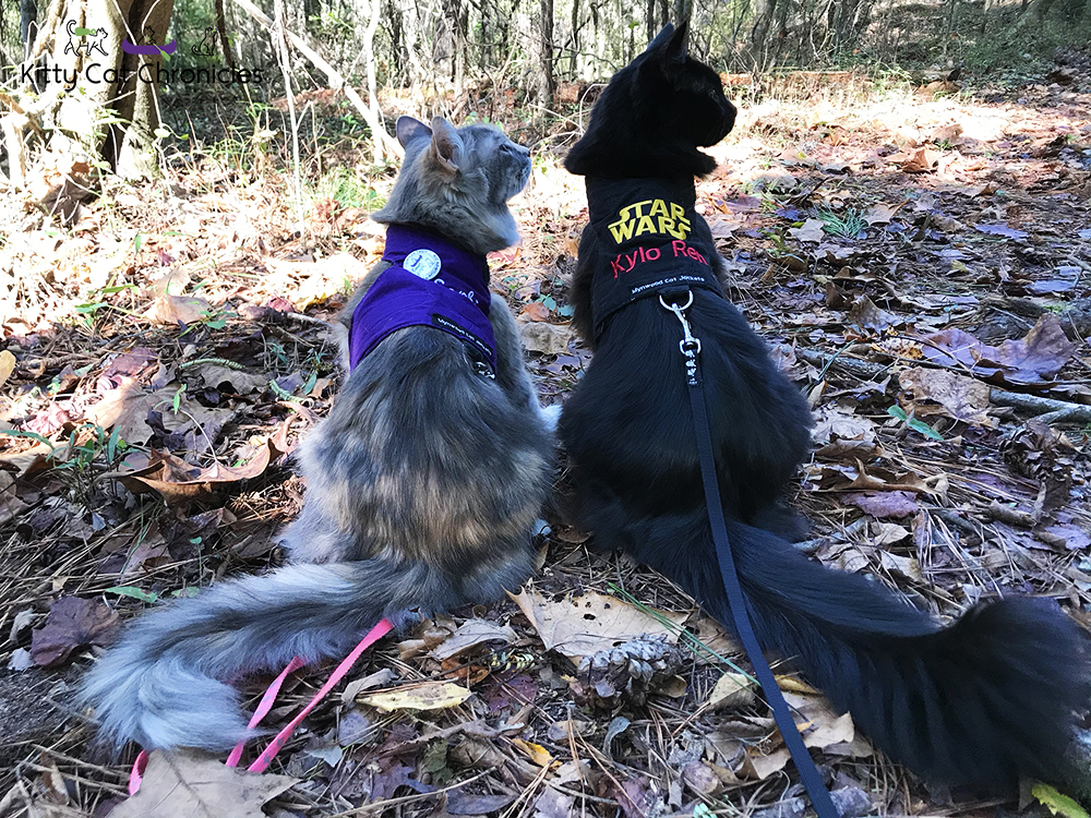 A Fun Fall Adventure at Brown's Mount - hiking cats