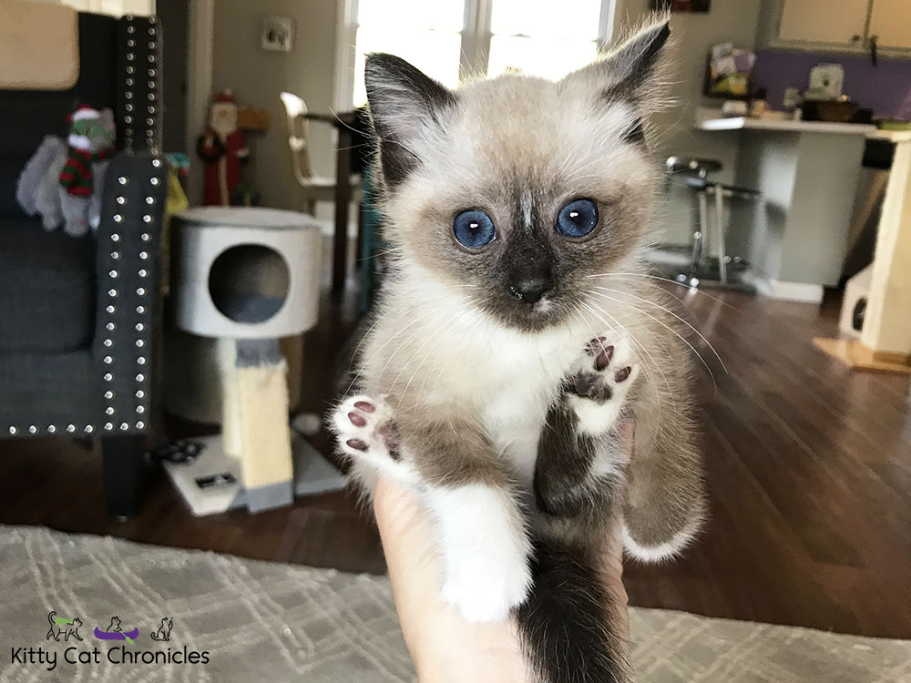 Meet Our First Foster Kitten, Gryphon!