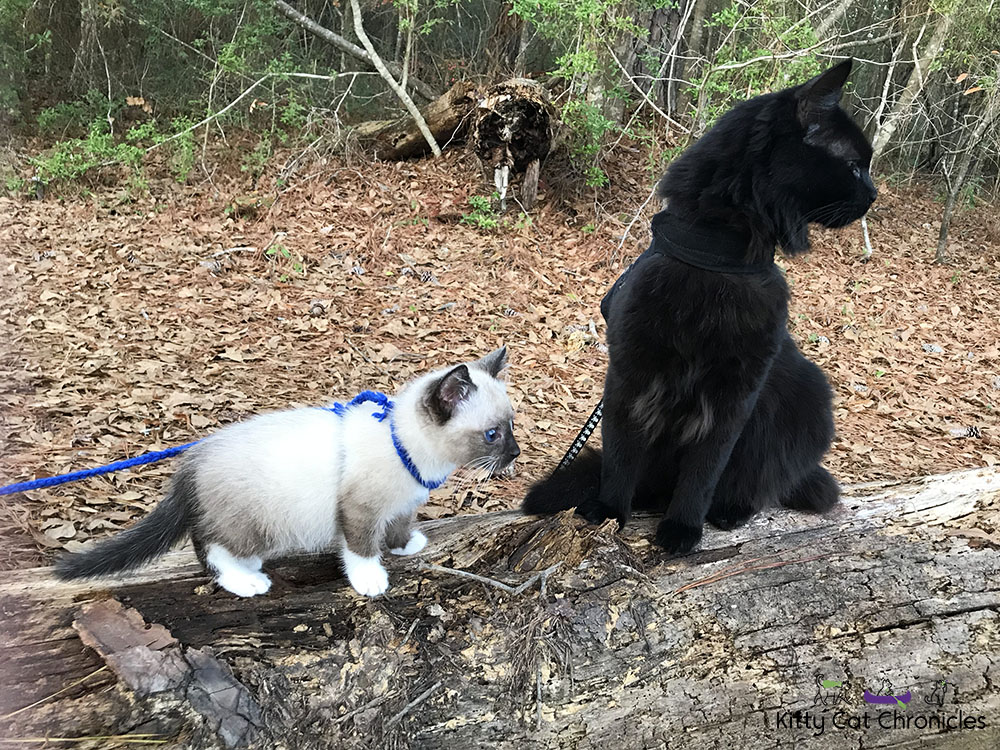 Gryphon and Kylo on Pig Trail