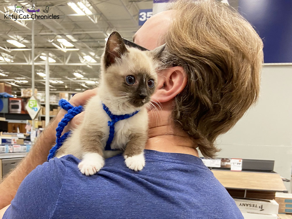 Gryphon the Kitten at Lowe's