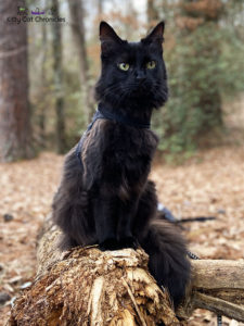 Family Hike in Caster's Memory - Kylo Ren, cat on log