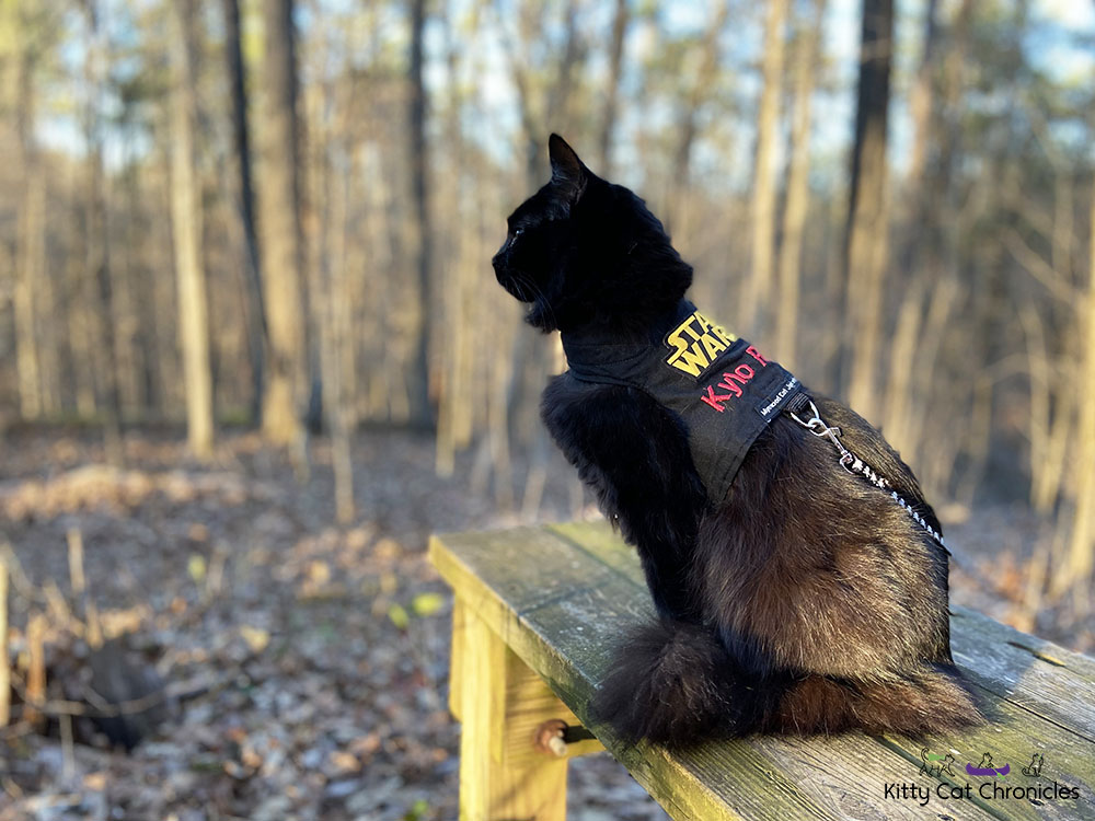 A Kylo Ren Day Hike at Hitchiti Loop Trail - hiking cat on bench