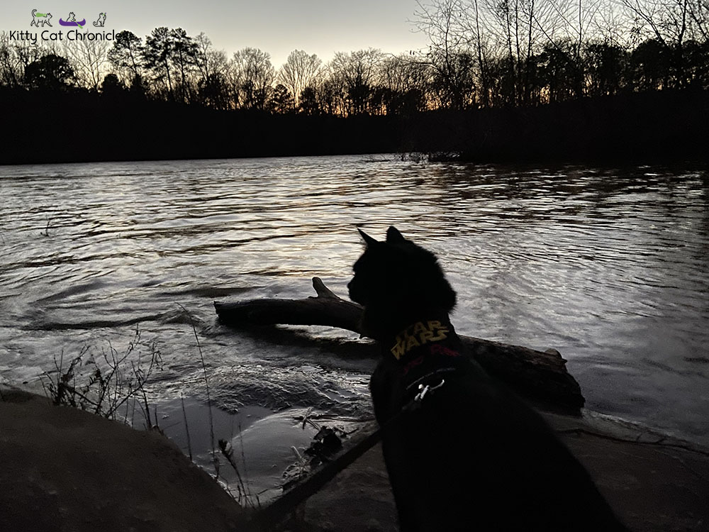 A Kylo Ren Day Hike at Hitchiti Loop Trail - cat hiking by Ocmulgee River