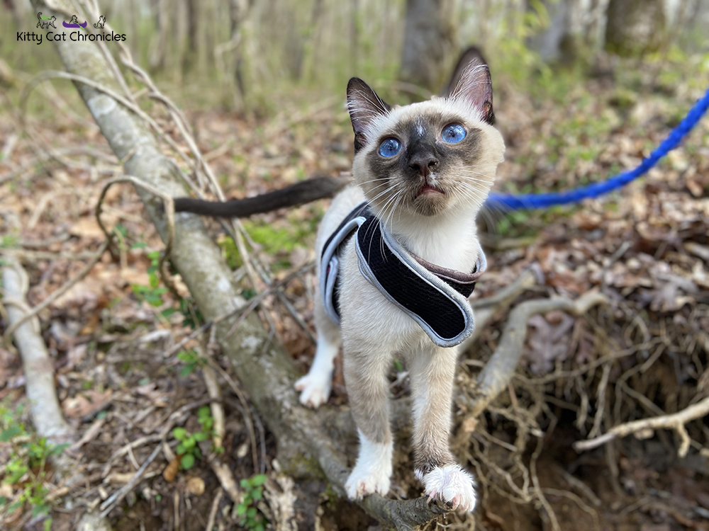 Our Athens Weekend Getaway - hiking cat