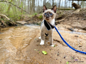 Our Athens Weekend Getaway - cat in a creek