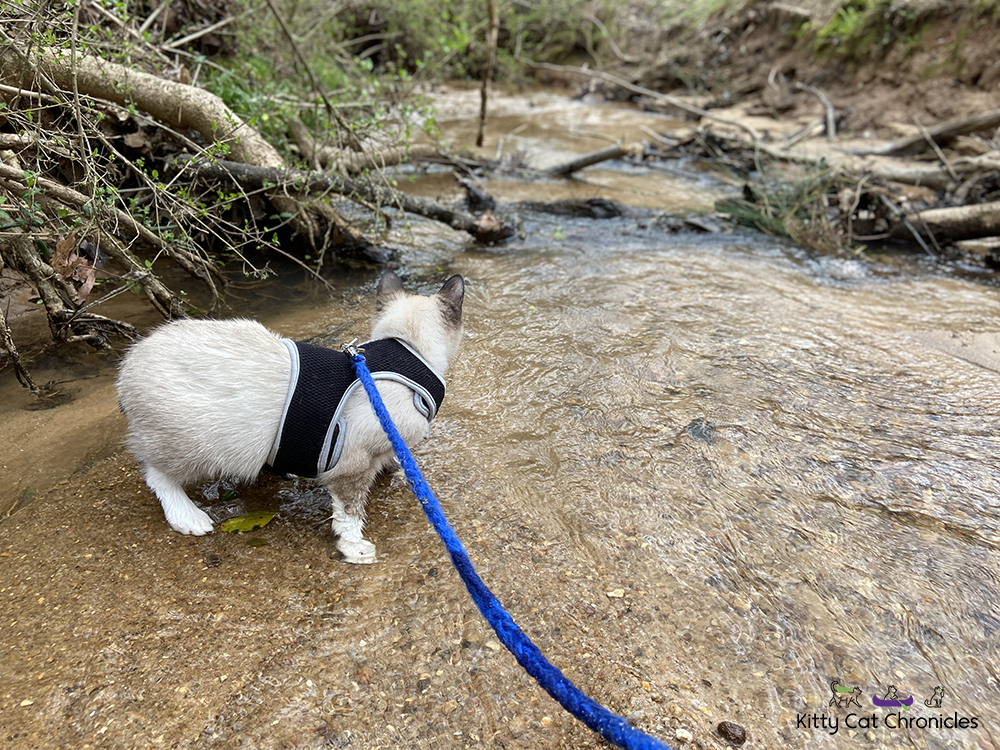 Our Athens Weekend Getaway - cat in creek
