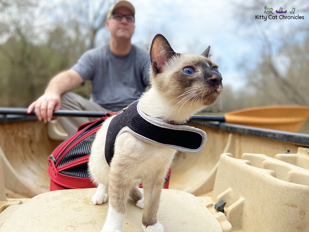 Our Athens Getaway - cat on a canoe