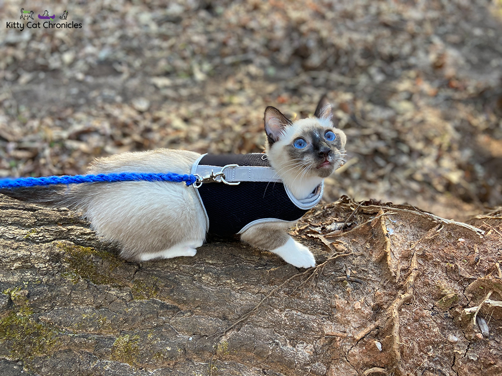 Piedmont National Wildlife Refuge with Kylo Ren & Gryphon - cat on hike