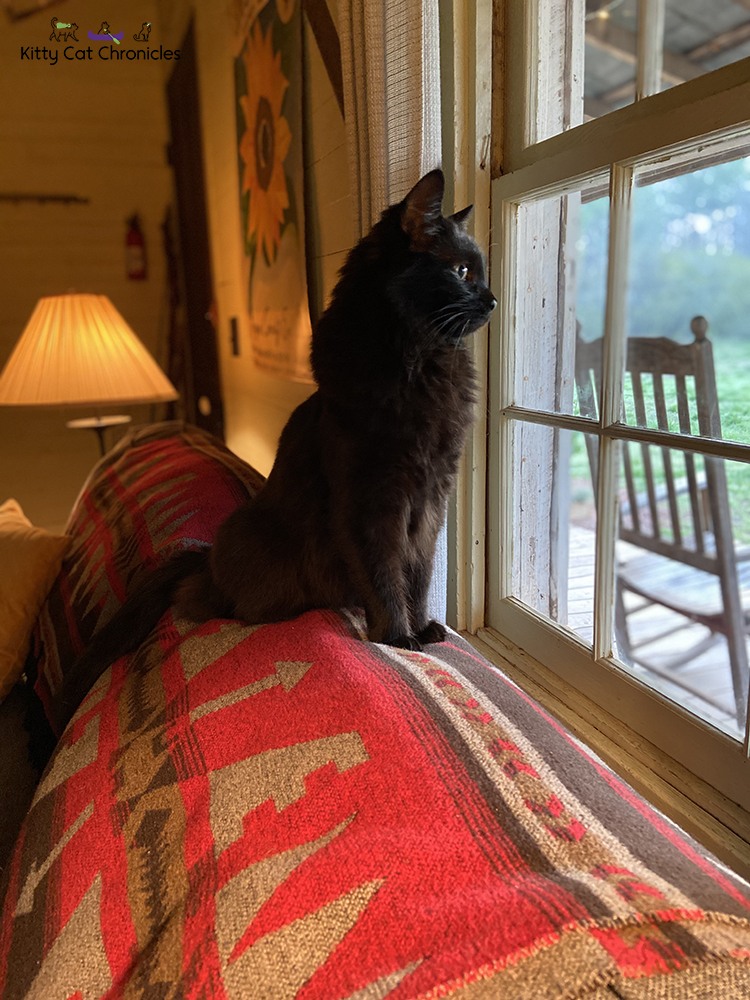 Our Athens Weekend Getaway - cat in cabin