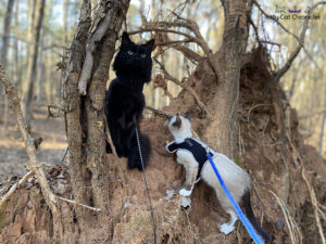 Piedmont National Wildlife Refuge with Kylo Ren & Gryphon - two cats on tree