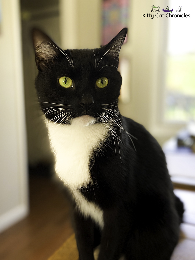 Black and White Tuxedo Cat