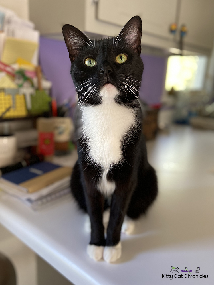black and white cat - Sampson
