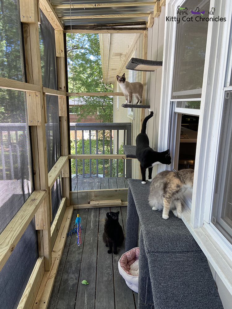 cats on a catio