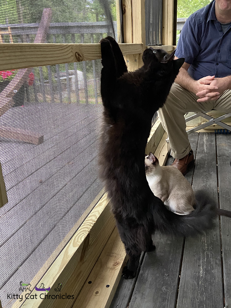 cat standing on a catio