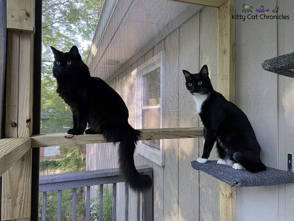 cats on a catio