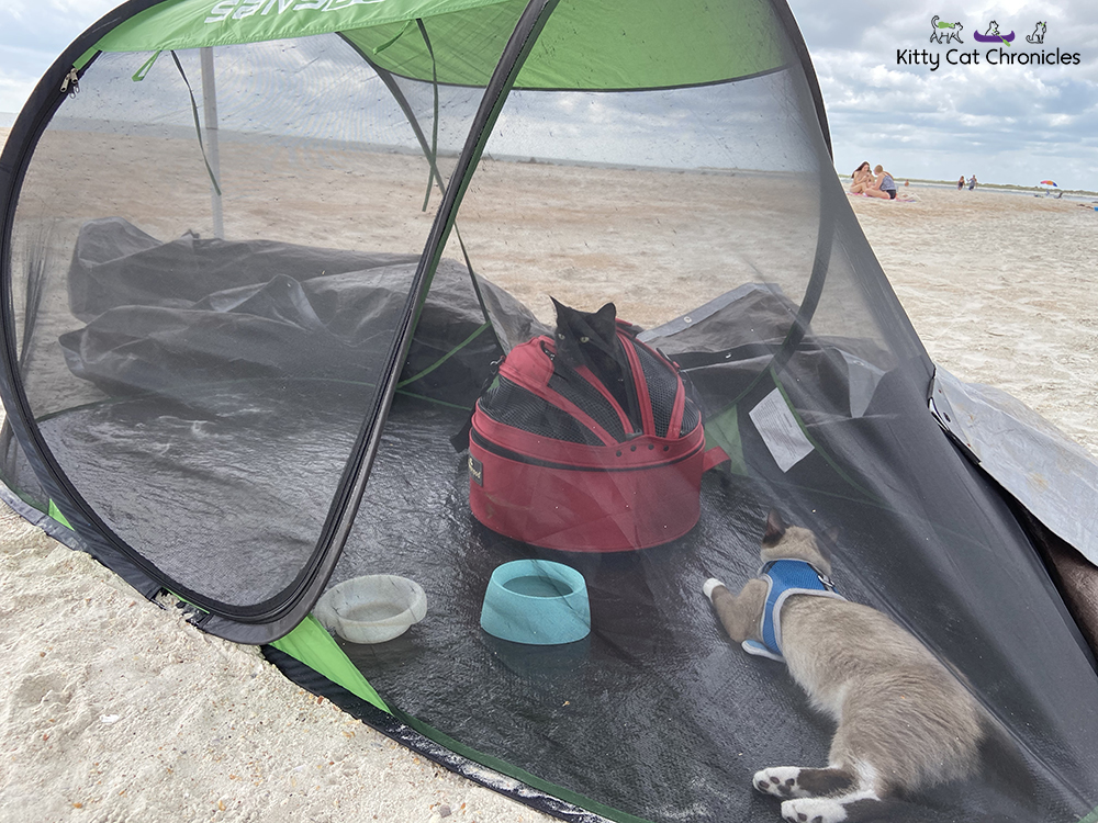 cats in a tent on the beach
