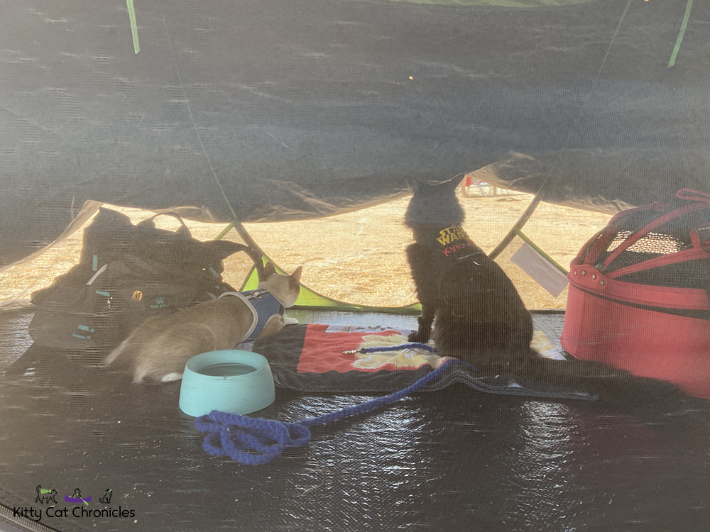 cat tent on the beach