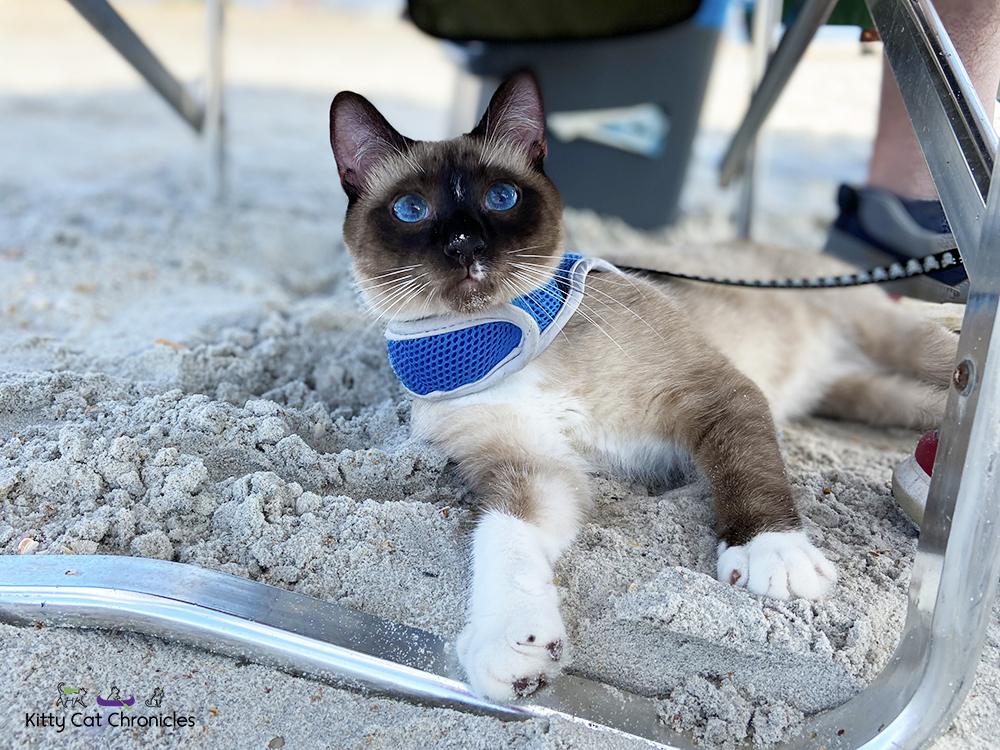 cat playing in the sand