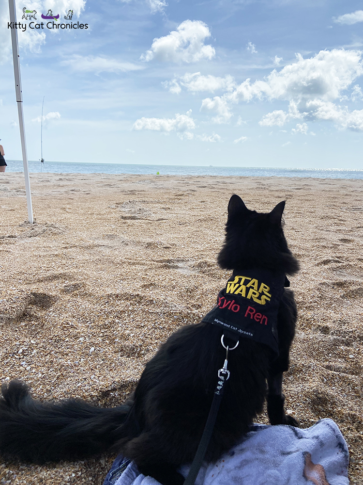 Florida Beach Days with Kylo Ren and Gryphon - black cat on the beach