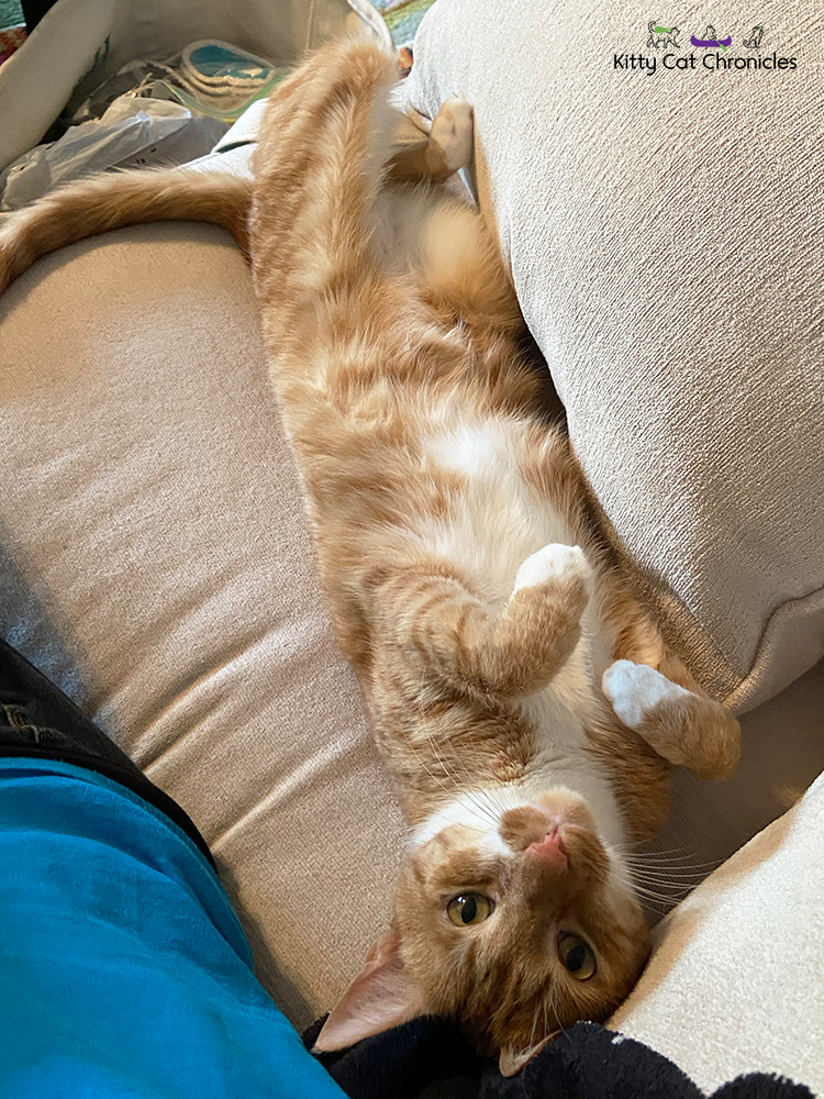 orange tabby cat showing his belly